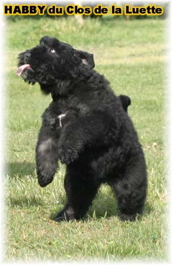 CHIOT Bouvier des Flandres  de l'Elevage du CLOS DE LA LUETTE - COPYRIGHT DEPOSE